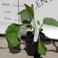 Rudbeckia fulgida - Pompás kúpvirág