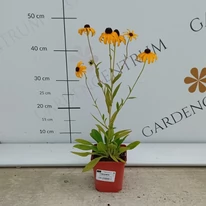 Rudbeckia fulgida - Pompás kúpvirág