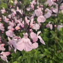 A Salvia greggii évelő halványrózsaszín virágai. 