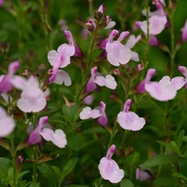 A Salvia greggii őszi zsálya halványrózsaszín virágzása.