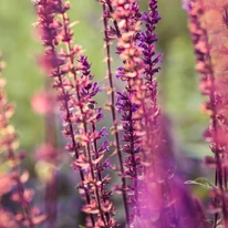 Salvia nemorosa Rose Marvel XL - Rózsaszín ligeti zsálya