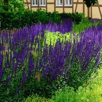 A Salvia szegélynövényként is ültethető nagyméretű ágyásokba.