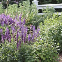 Salvia sylvestris Mainacht - Erdei zsálya