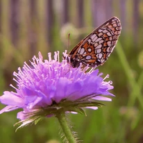Scabiosa columbaria Pink Mist - Rózsaszín ördögszem