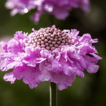 A Scabiosa columbaria Pink Mist, rózsaszín ördögszem virágzata. 