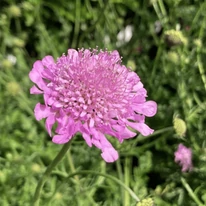 Scabiosa columbaria Pink Mist - Rózsaszín ördögszem