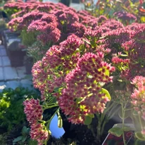 Sedum spectabile növényeink sütkéreznek az októberi napfényben.