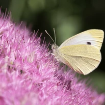 A pillangók is gyakori látogatói a Sedum spectabile-nak.