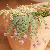 Kültéri kaspós beültetésben is szépen díszít a Sedum sieboldii.
