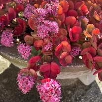 A sedum sieboldii, októberke őszi színeződésben.