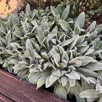 A Stachys byzantina levelei bokrosan, sűrűn nőnek.