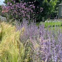 Verbena bonariensis CS9 - Ernyős verbéna