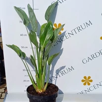 Strelitzia reginae CS17 - Pompás papagájvirág