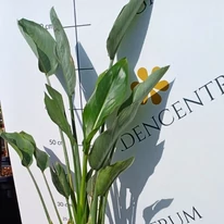 Strelitzia reginae CS17 - Pompás papagájvirág