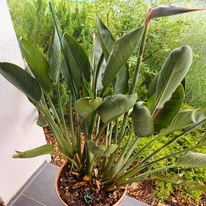 Strelitzia reginae CS17 - Pompás papagájvirág