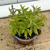 Perovskia atriplicifolia CS14 - Sudárzsálya