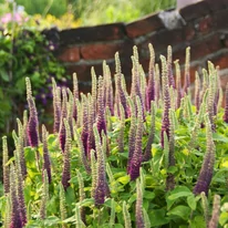 A Teucrium hyrcanicum évelő kifejlett kori habitusa és virágzása.
