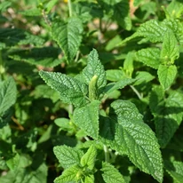 A Teucrium hyrcanicum, vagyis a gamabdor levélzete közelről.