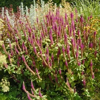 Teucrium hyrcanicum évelő mediterrán növénytársításban.