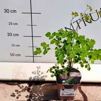 Thalictrum delavayi Hewitt's Double - Duplavirágú borkóró