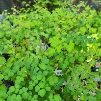 Thalictrum delavayi Hewitt's Double - Duplavirágú borkóró