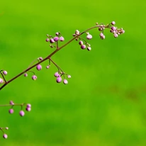 Thalictrum delavayi Hewitt's Double - Duplavirágú borkóró