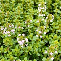 Dús, kifejlett citromillatú kakukkfű tövek a Gardencentrum kínálatából.