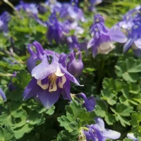 Aquilegia flabellata Ministar közelről a kertészetünkben.