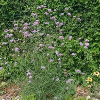 Verbena bonariensis CS9 - Ernyős verbéna