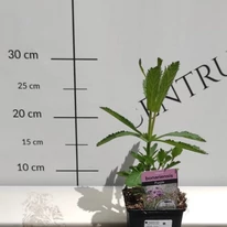 Verbena bonariensis CS9 - Ernyős verbéna