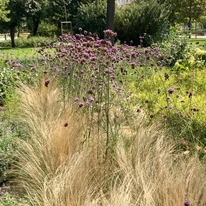 Verbena bonariensis CS9 - Ernyős verbéna