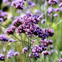 Verbena bonariensis CS9 - Ernyős verbéna
