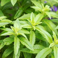 Verbena hastata levelek.