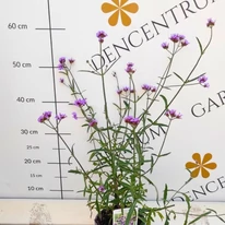 Verbena bonariensis Lollipop CS14 - Alacsony ernyős verbéna