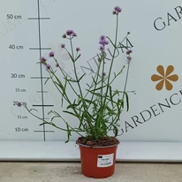 Alacsony ernyős verbéna augusztusi állapota kertészeti webáruházunk telephelyén. 