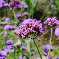 Verbena bonariensis CS9 - Ernyős verbéna