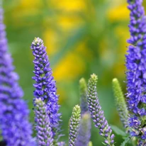 A Veronica spicata Ulster Dwarf Blue kék füzérvirágai a felálló szárak végén nyílnak.