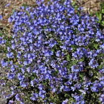 Georgian blue veronika virágpárnát alkot a tavaszi kertben.