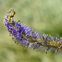Veronicastrum virginicum Fascination - Virginiai veronika