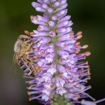 A Lavendelturm halványlila virginiai veronika virágai közelről.