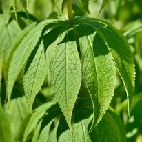 Veronicastrum virginicum levelek közelről.