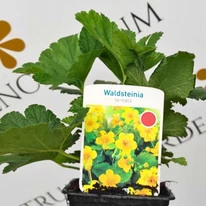 Waldsteinia ternata CS9 - Indás berkipimpó
