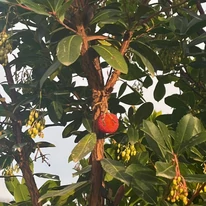 Arbutus unedo érett piros termése.