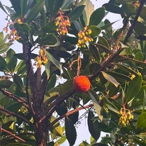 A nyugati szamócafa termése és levelei.