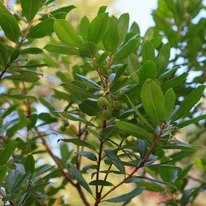 A nyugati szamócafa ágai és élénk zöld levelei.