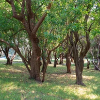 Kifejlett korú Arbutus unedo fák a természetes élőhelyükön.