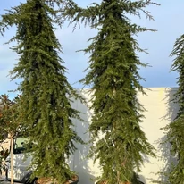 Cedrus atlatica Glauca Pendula növények mérete és kinézete.