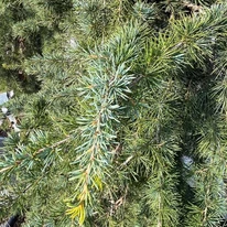 A Cedrus atlatica Glauca Pendula ezüstösen fénylő kékeszöld tűlevelei.