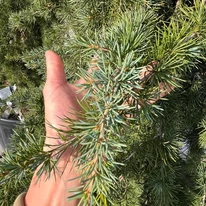 A csüngő atlaszcédrus hajtásai. 