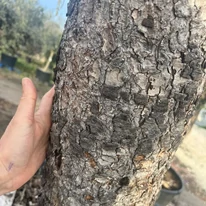 A Cedrus atlantica Pendula dekoratív kérge.